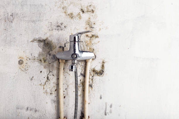 Best Local Mold Removal Service  in Lake Riverside, CA