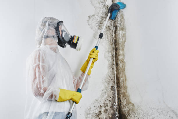 Best Toxic Mold Removal  in Lake Riverside, CA