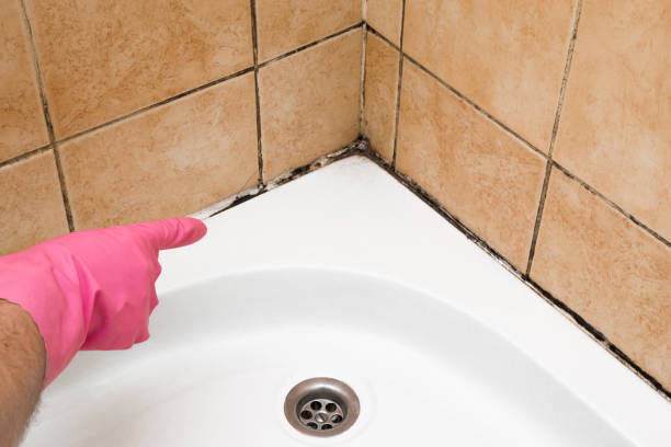 Best Toxic Mold Removal  in Lake Riverside, CA